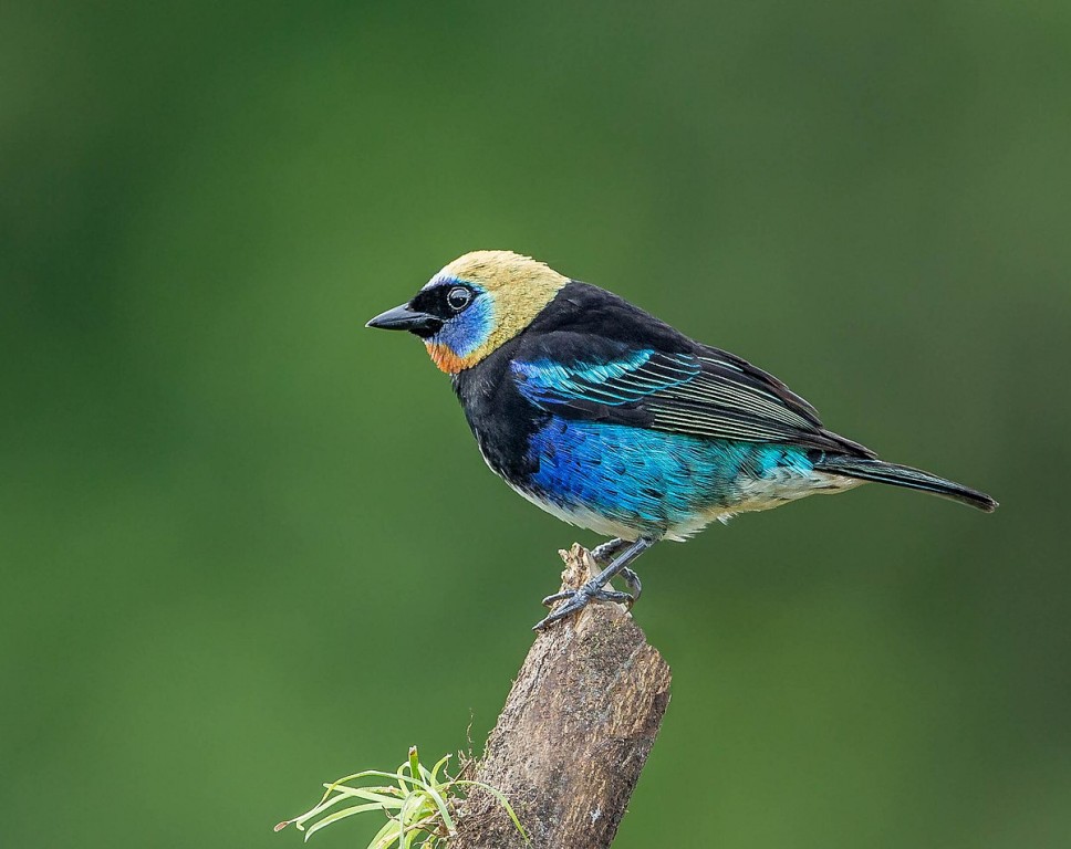 habitat do tangara larvata