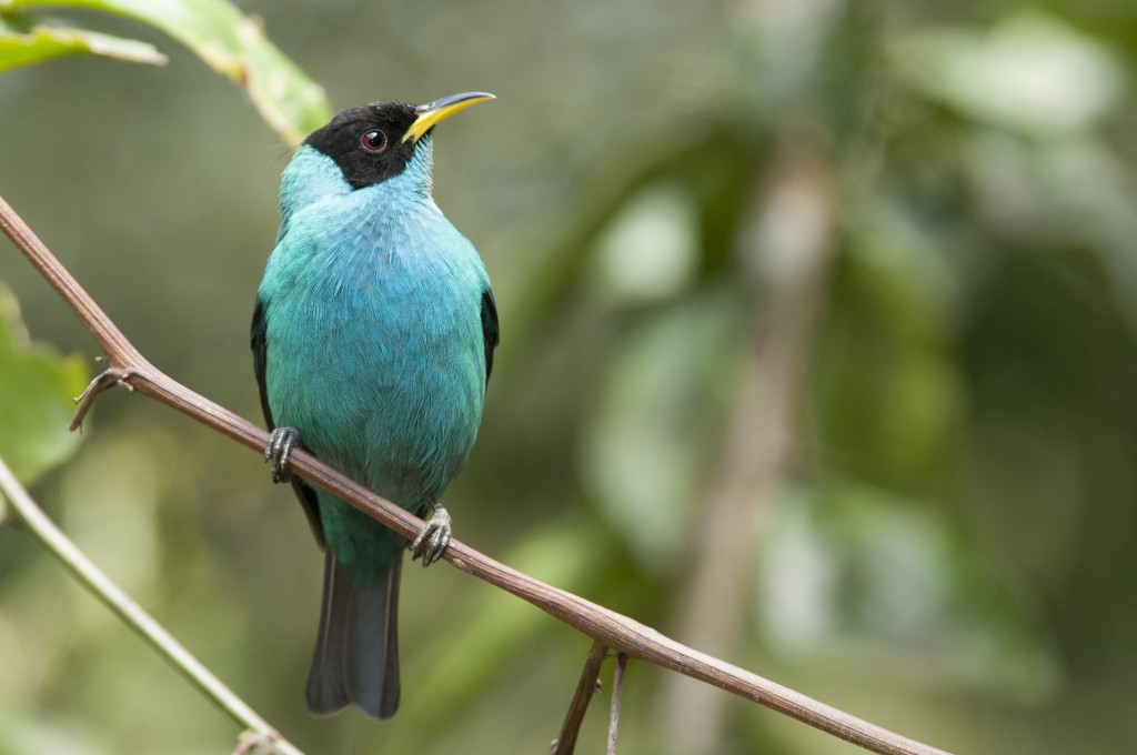 habitat do trepadeira-verde