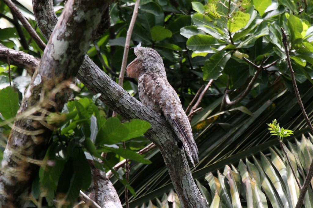 habitat do urutau-Jamaicano