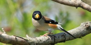 habitat do yellow-billed grosbeak