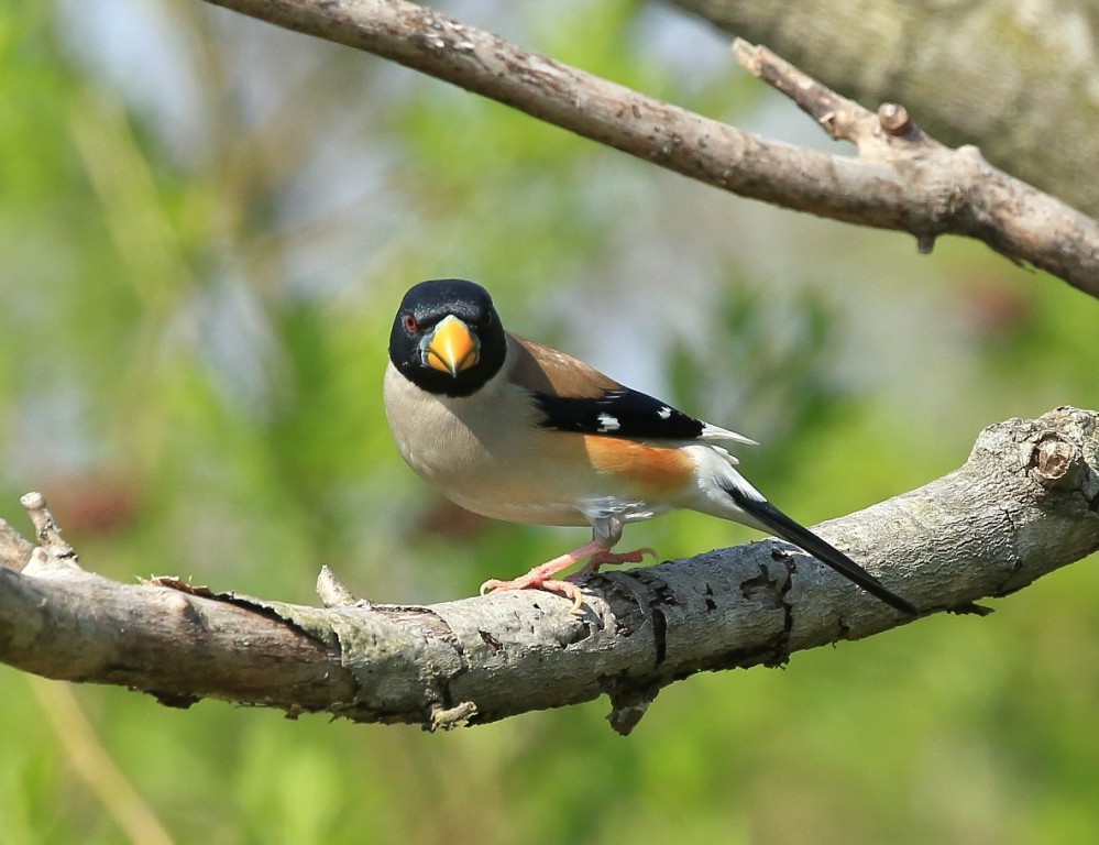 habitat do yellow-billed grosbeak