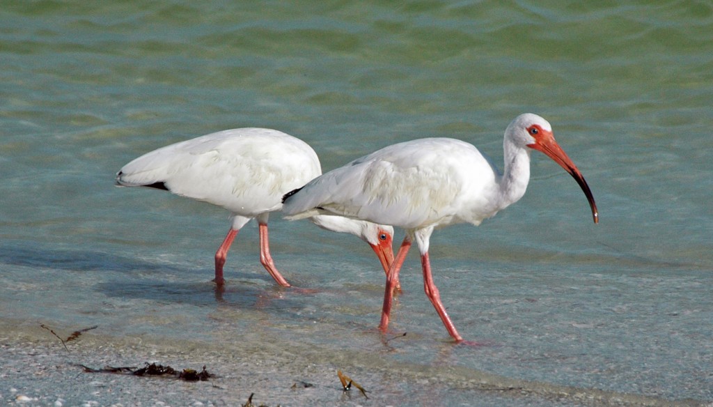 ibis-branco-americano 