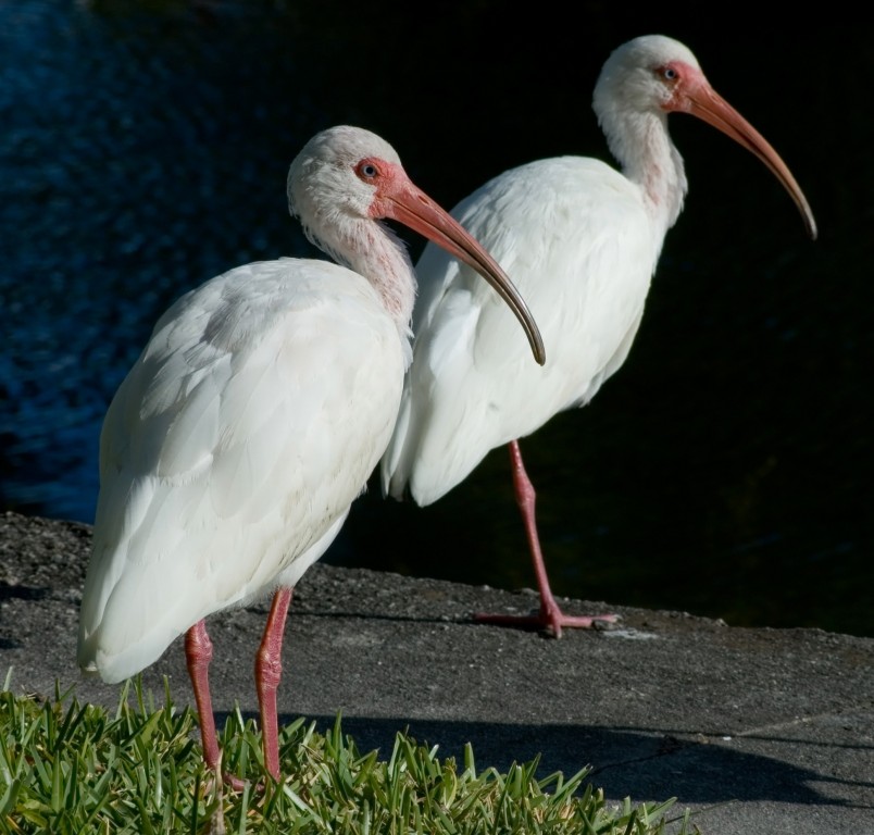 ibis-branco-americano