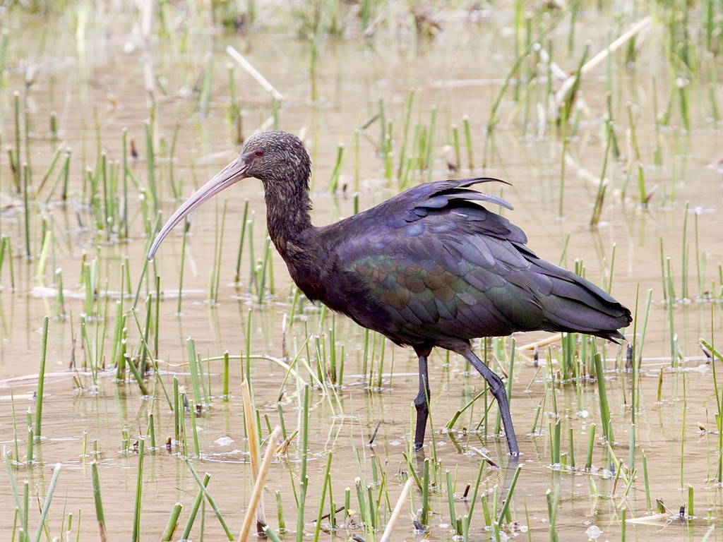 ibis da puna
