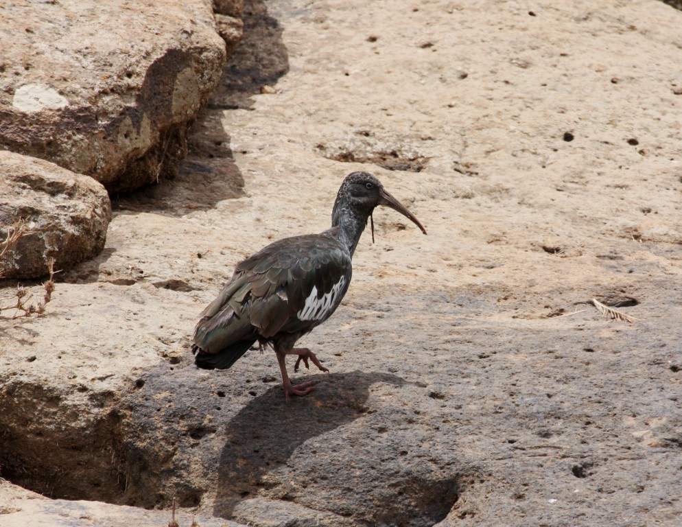 ibis-de-barbela 