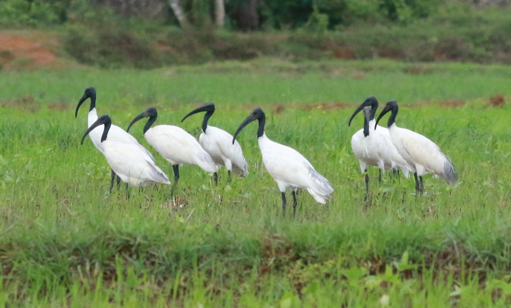 ibis-de-cabeca-negra 