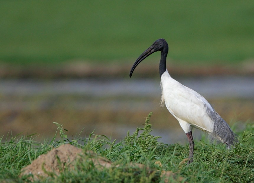 ibis-de-cabeca-negra