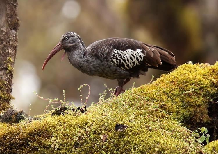 ibis de cara negra