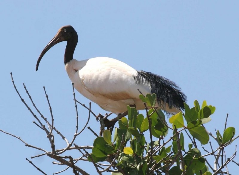 ibis-de-pescoco-de-palha