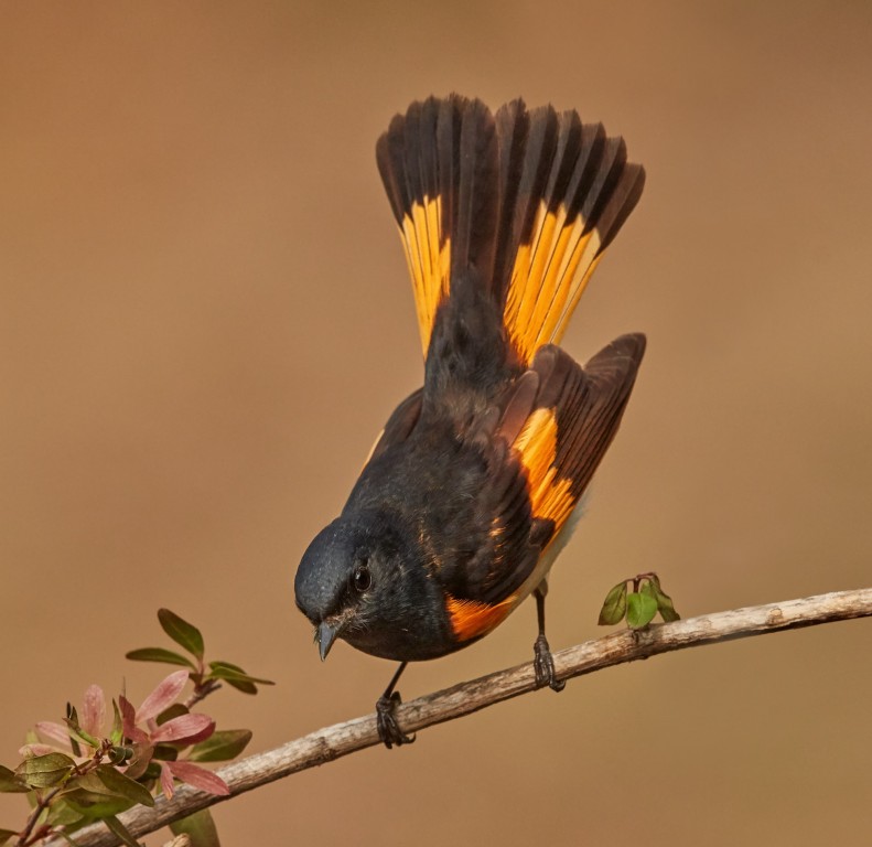 mariquita-de-rabo-vermelho