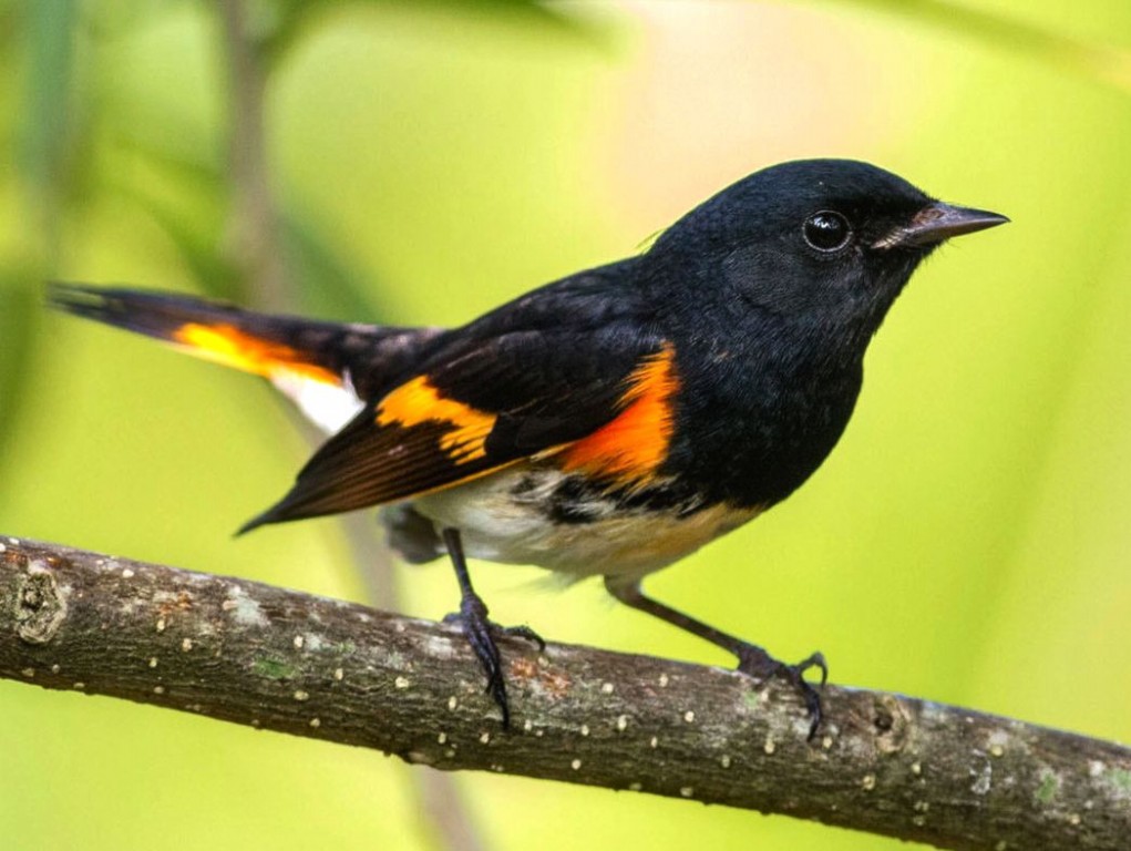 mariquita-de-rabo-vermelho