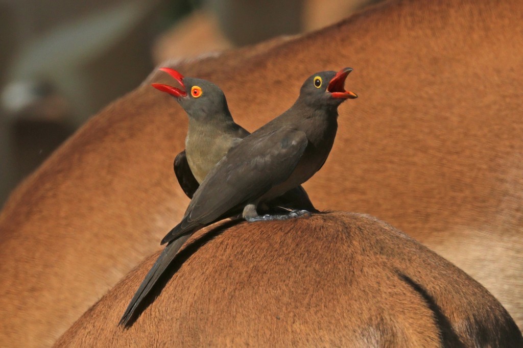 pica-boi-de-bico-vermelho