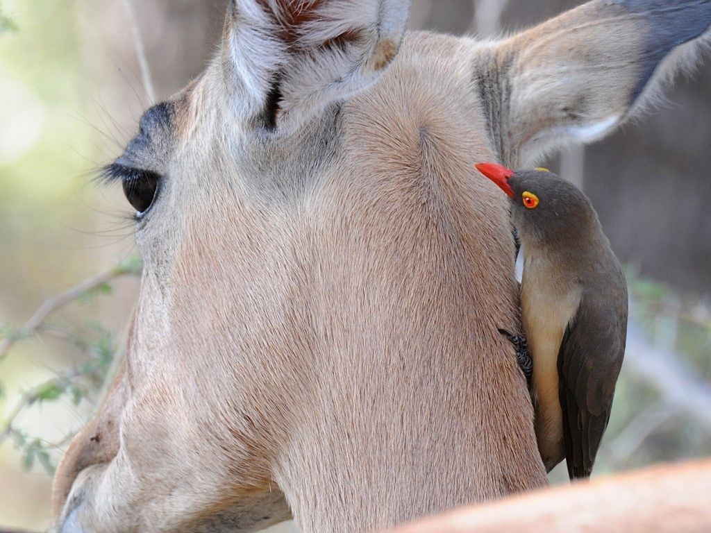 pica-boi-de-bico-vermelho 