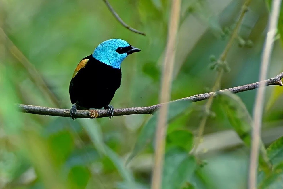 reproducao da saíra-de-cabeca-azul