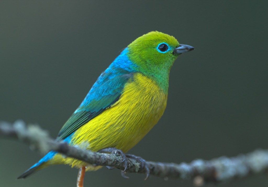 reproducao do clorofonia de nuca azul