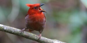 reproducao do crested ant-tanager