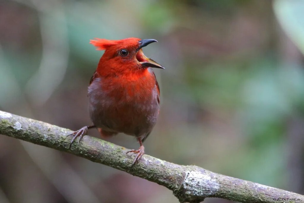 reproducao do crested ant-tanager