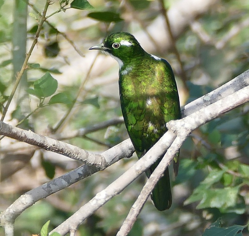 reproducao do cuco-bronzeado-menor