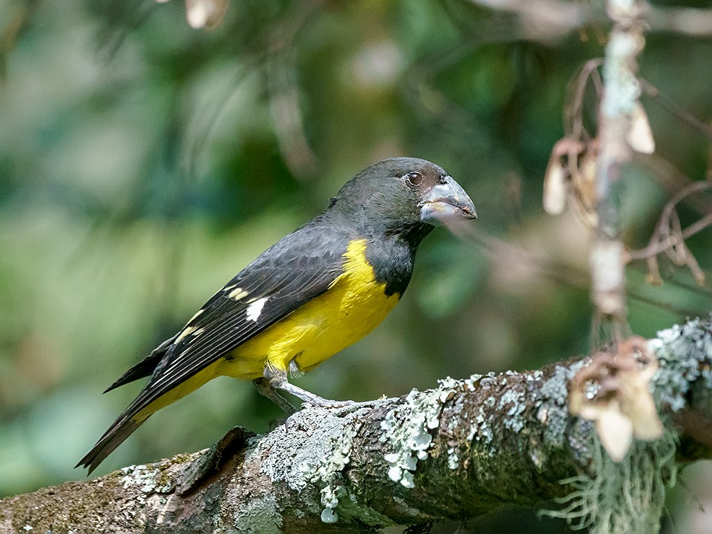 reproducao do dogrosbeak preto e amarelo