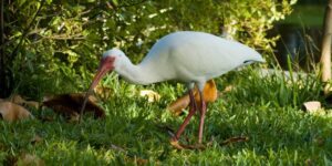 reproducao do ibis-branco-americano