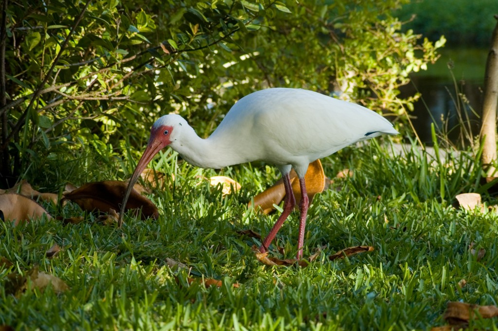 reproducao do ibis-branco-americano