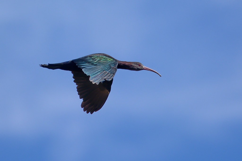 reproducao do ibis da puna