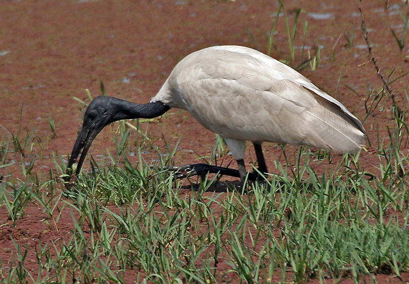 reproducao do ibis-de-cabeca-negra