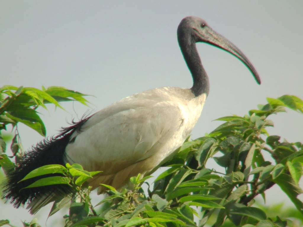 reproducao do ibis-de-pescoco-de-palha