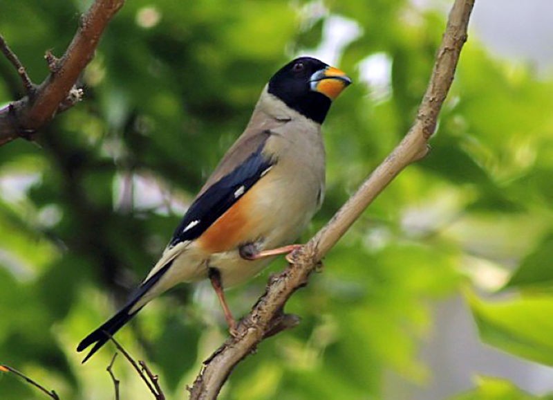 reproducao do yellow-billed grosbeak