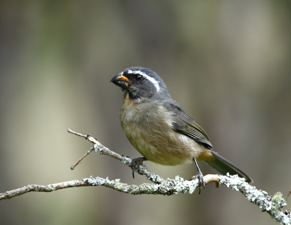 saltador-de-bico-grosso