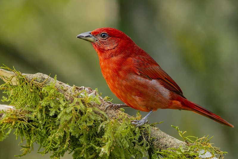 sanhaco-de-fogo