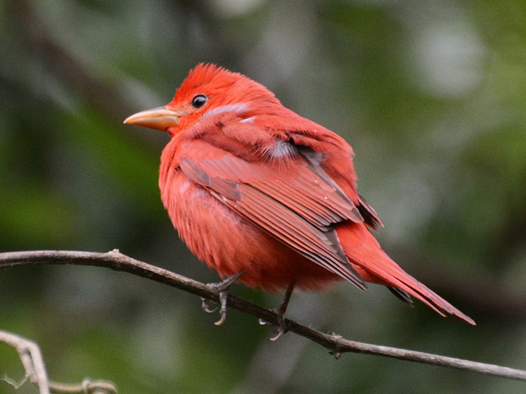 sanhaco-vermelho