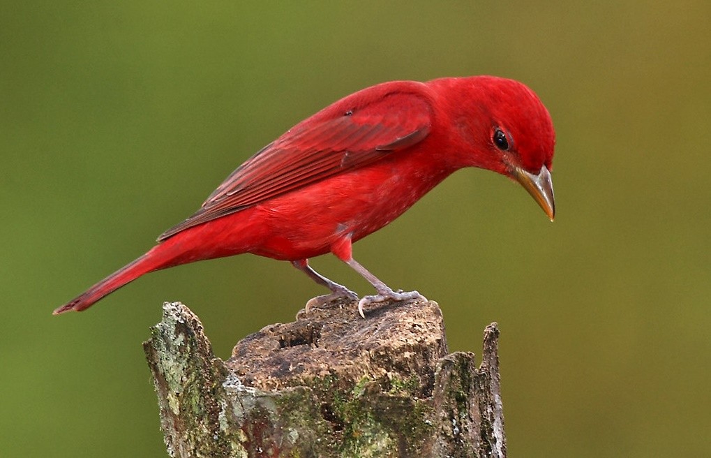 sanhaco-vermelho