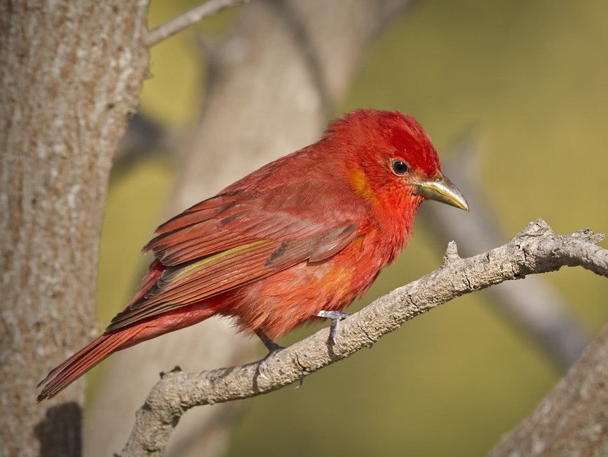 sanhaco-vermelho