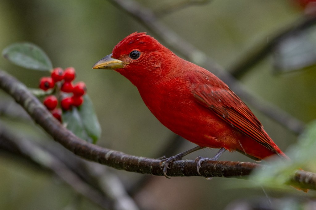 sanhaco-vermelho