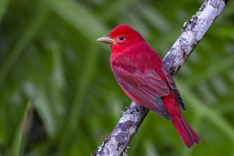 sanhaco-vermelho