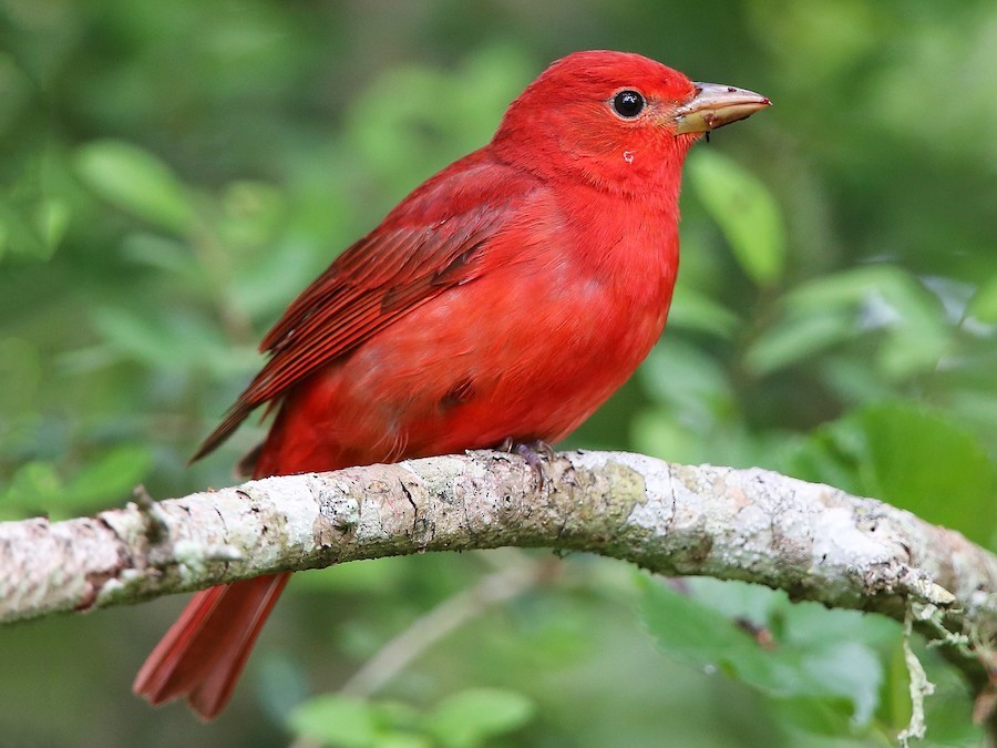 sanhaco-vermelho