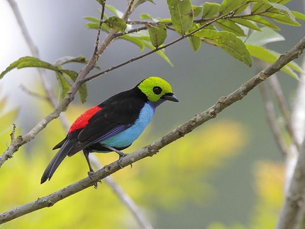 sete-cores-da-amazonia (2)