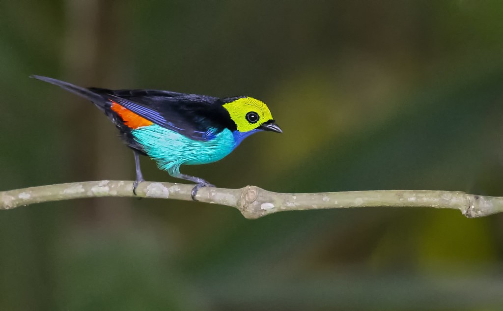  sete-cores-da-amazonia