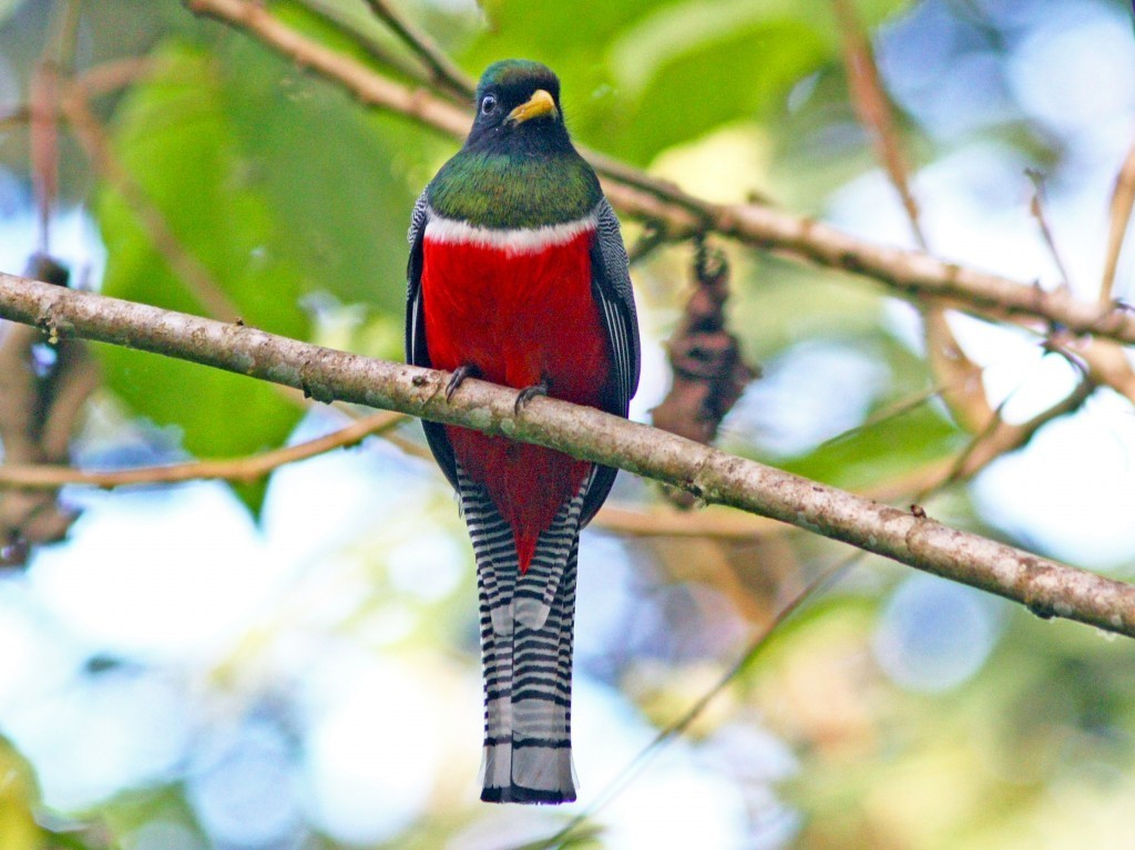 surucua-de-barriga-vermelha