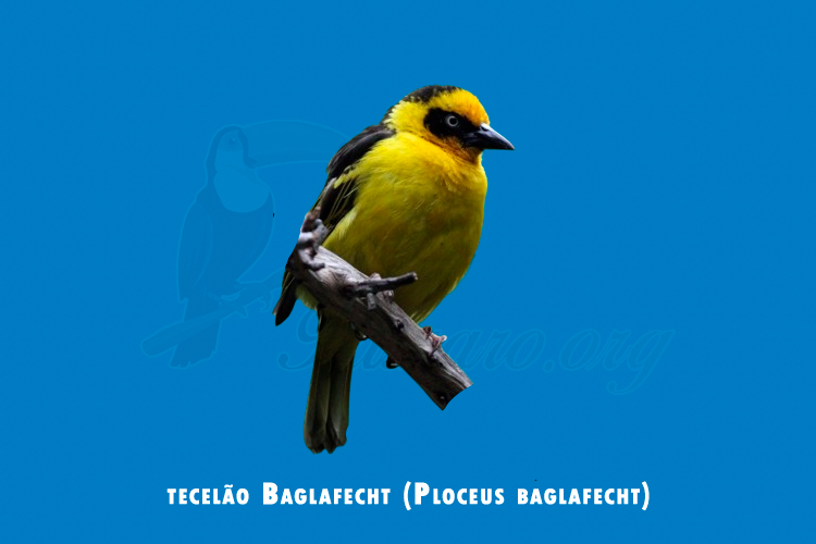 tecelao baglafecht (ploceus baglafecht)
