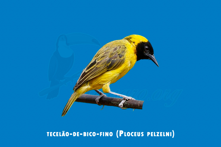 tecelao-de-bico-fino (ploceus pelzelni)