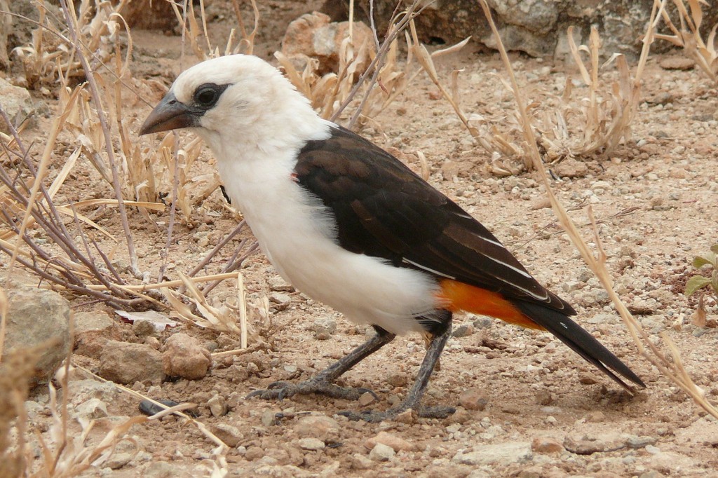  tecelao-de-cabeca-branca