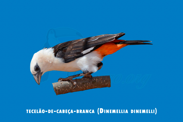 tecelao-de-cabeca-branca ( Dinemellia dinemelli)