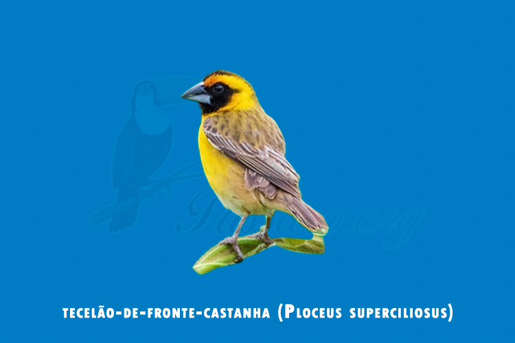 tecelao-de-fronte-castanha (ploceus superciliosus)