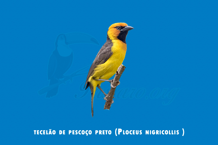 tecelao de pescoco preto ( ploceus nigricollis )