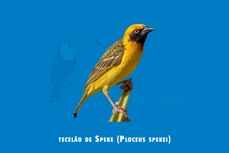 tecelao de speke ( ploceus spekei )