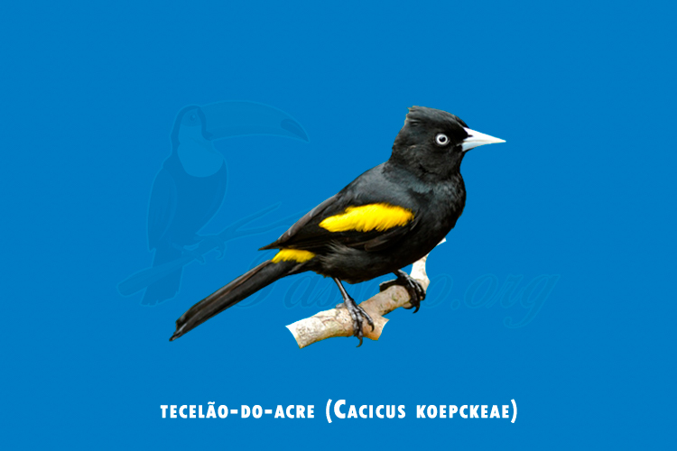 tecelao-do-acre (cacicus koepckeae)