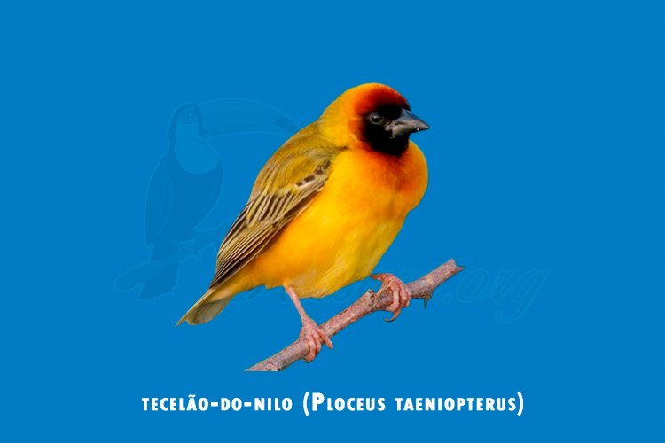 tecelao-do-nilo (ploceus taeniopterus)