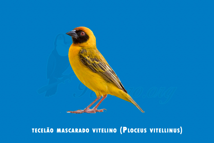 tecelao mascarado vitelino (Ploceus vitellinus)